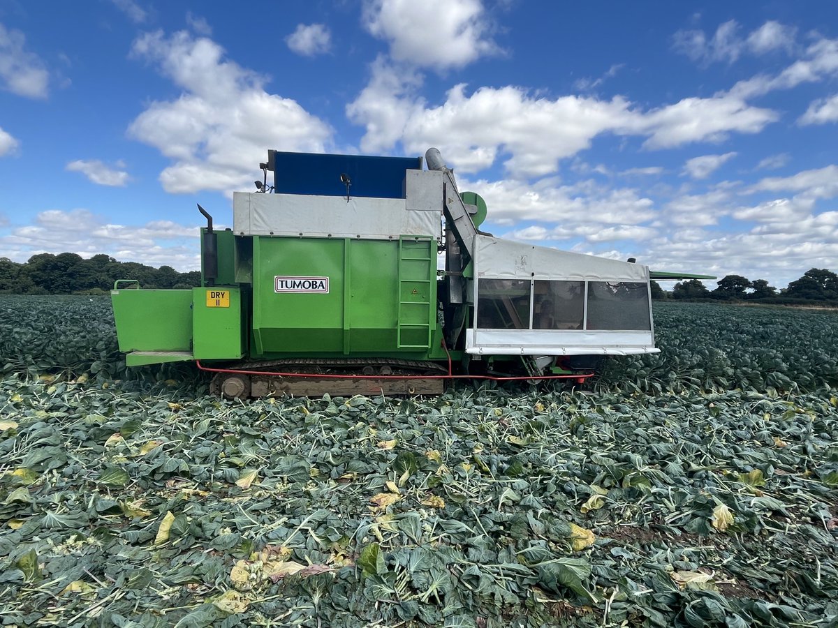 A new one for me. Sprout harvesting underway today ⁦<a href="/HomeFarmNacton/">Home Farm (Nacton)</a>⁩
