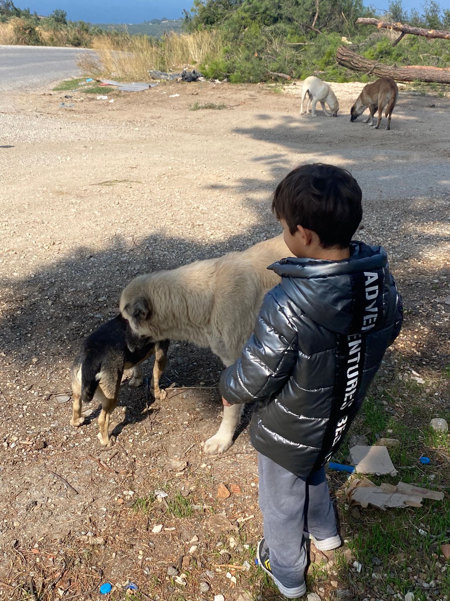 nozdincerr's tweet photo. @irissirish Burası dağ başı oğlum da 5 yaşında her geçtiğimizde durup köpekleri seviyoruz bu güne kadar hiç saldırmadılar nasıl yaklaşırsan öyle karşılık görürsün içim acıyor https://t.co/VtpLP9IuEb