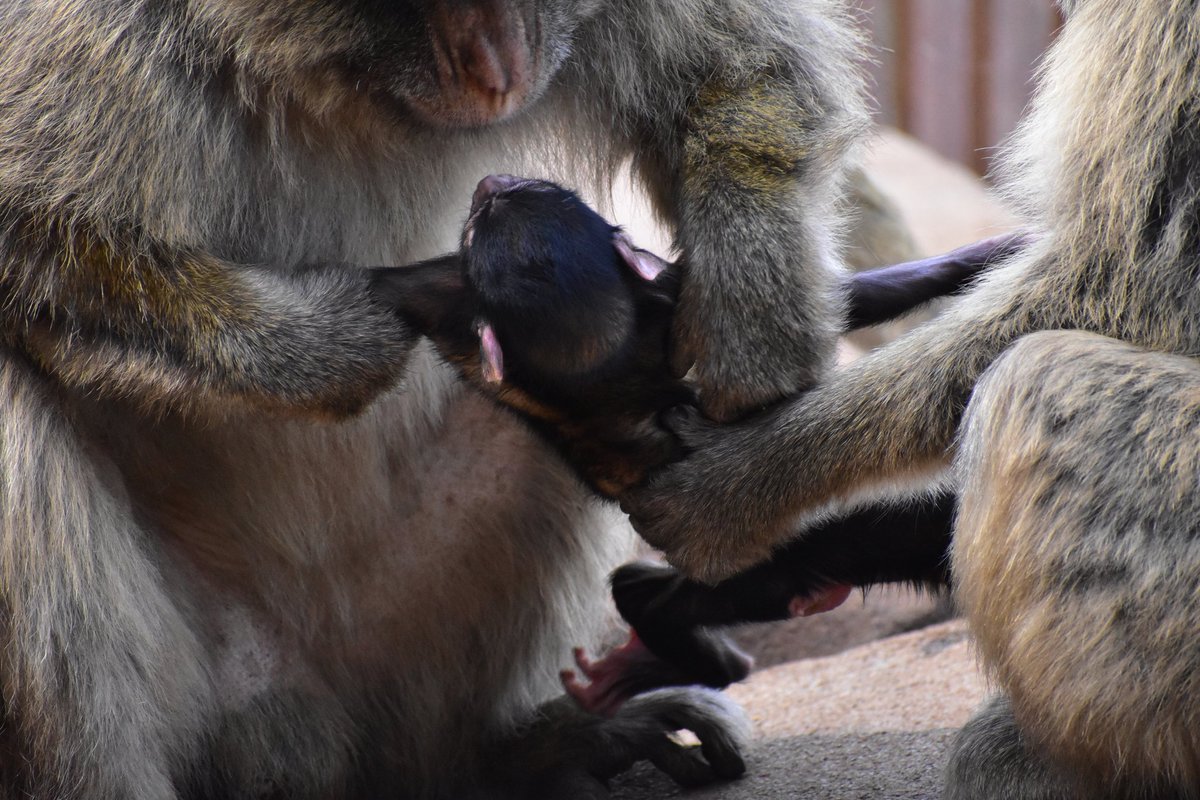 That's what we mean by attractive new infants! Adult male wanting to carry the baby held by his mum #Gibraltarmacaques <a href="/UCamArchaeology/">Cambridge Archaeology</a> <a href="/CamBioanth/">CambridgeBioAnth</a>
