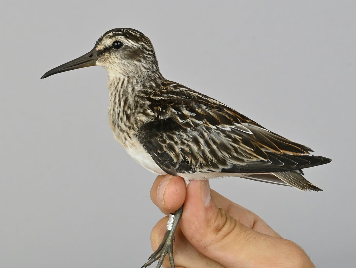 It's been a nice wader summer here at Ottenby, and &gt;5000 have been ringed. Most adult birds have passed by now, and the juveniles are taking over - like this beautiful Broad-billed Sandpiper. #birdmigration #birdringing #birdbanding #autumnmigration #ottenby