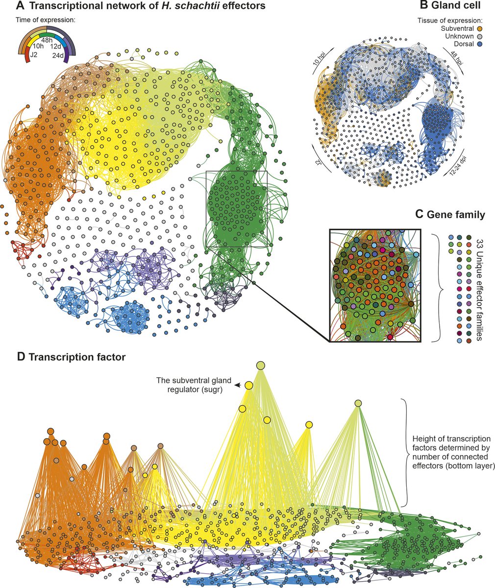 We used gland-cell specific transcriptomics to uncover the effector repertoire of a plant-parasitic nematode. Using this, we investigated the system level properties of effectors including their evolutionary history and deployment during parasitism. 🪱🌱

doi.org/10.1371/journa…
