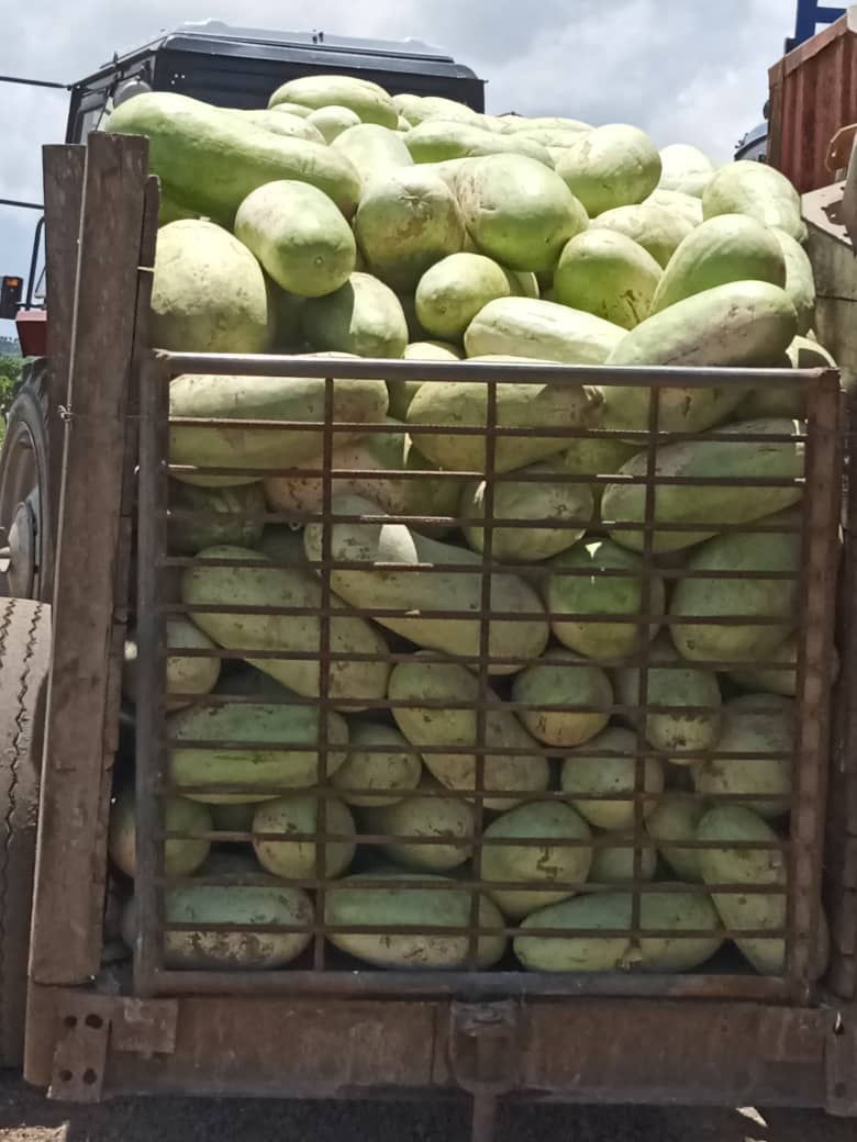 En la nueva finca 26 de julio, del productor Genito Delgado, se cosecha melón #IslaDeLaJuventud #SentirPinero #SíSePuede