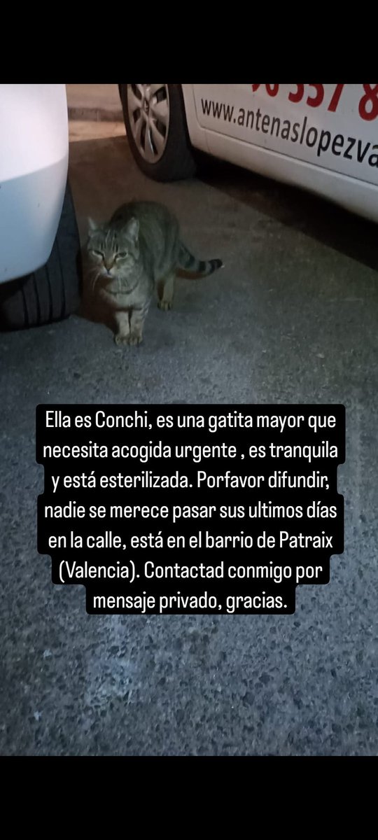 OpenEye95053629's tweet photo. #CONCHI está gatita mayor
malvive en la calle, entre los coches, corre peligro‼️⚠️
Ninguna protectora ni asociación
se hace cargo, necesita
MUY URGENTE una casa de
#ACOGIDA 🏡🙏🏻🆘
#VALENCIA barrio de #Patraix
Cto @Miss_Nefaria https://t.co/Ia0XeNCeFb