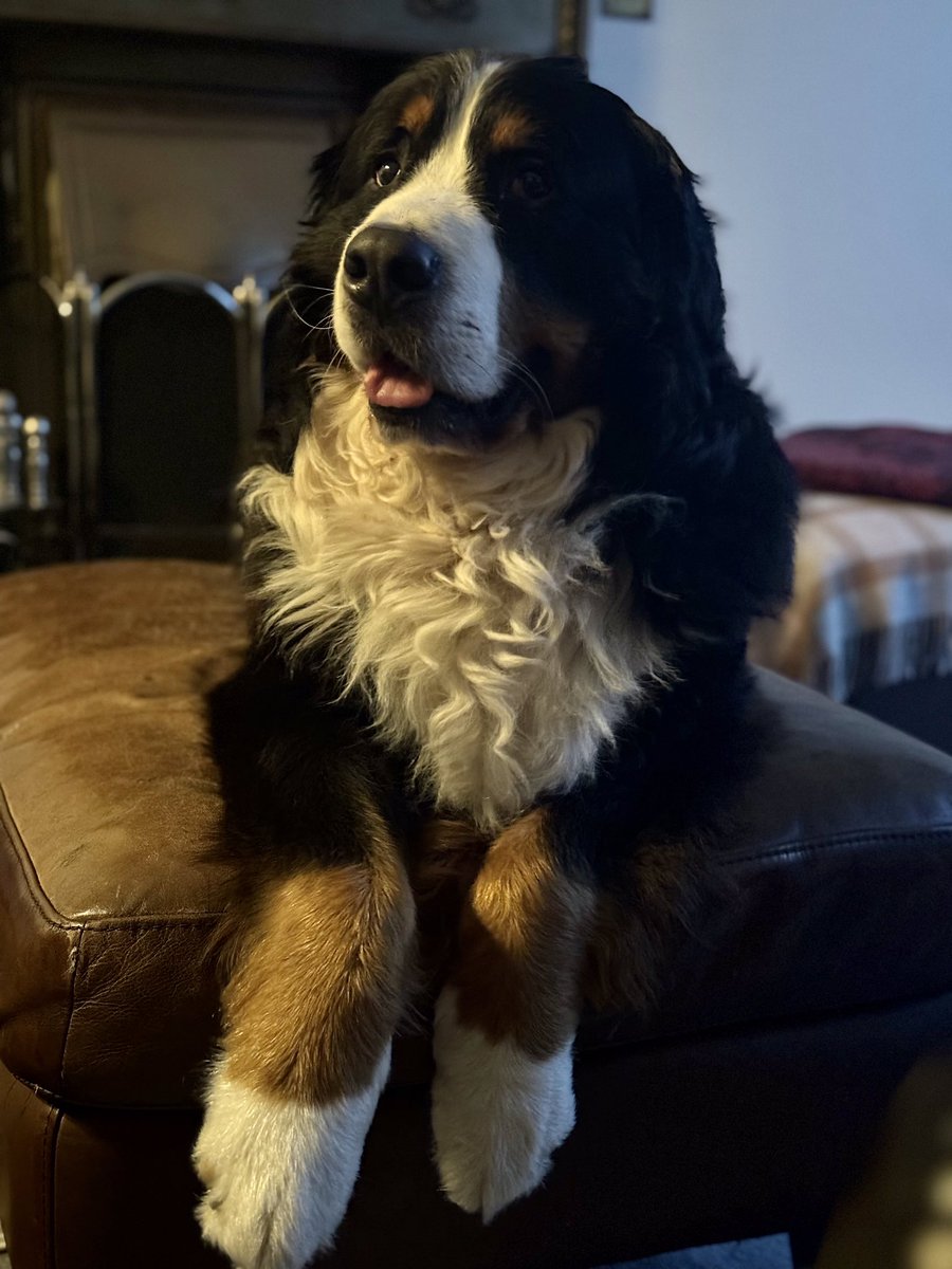 Douglas Cheape tweet media