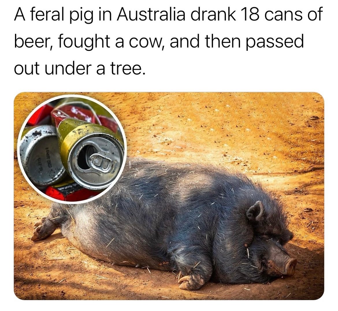 Sounds like he had a good $DRUNK #Friday 

#Base #MEMECOİN #LFG2024