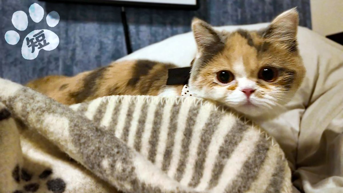 ShirasuShippo's tweet photo. 短足子猫が先住猫を挑発して深夜のかくれんぼが始まりました #ミヌエット #マンチカン #株式会社短足猫
https://t.co/uDNTPGxfV9 https://t.co/TZuLbpy8qV