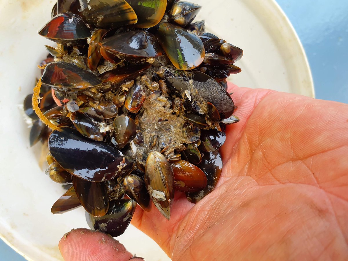 Bord Iascaigh Mhara (BIM) (@bordiascmhara) on Twitter photo Our latest Preliminary Seed Mussel Survey Report for the Rusk Channel uncovers essential findings for the aquaculture community. The report details the current state of seed mussel beds from the Rusk Channel.
bim.ie/publications/a…
 
#EUinmyregion 🇪🇺 🇮🇪 <a href="/BIM_InshSurvOff/">Nicolas Chopin</a> Our latest Preliminary Seed Mussel Survey Report for the Rusk Channel uncovers essential findings for the aquaculture community. The report details the current state of seed mussel beds from the Rusk Channel.
bim.ie/publications/a…
 
#EUinmyregion 🇪🇺 🇮🇪 <a href="/BIM_InshSurvOff/">Nicolas Chopin</a>