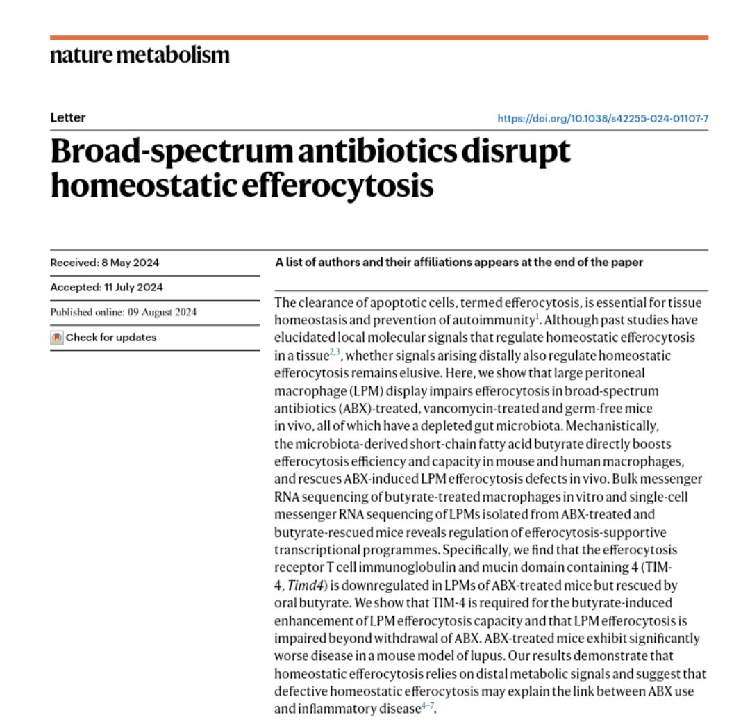 JustinPerryPhD's tweet photo. @ThePerryLab &amp; @pedrosvdr are thrilled to share that our story, "Broad-spectrum antibiotics disrupt homeostatic efferocytosis" is out today in Nature Metabolism https://t.co/Fex3BQMhxD. The original explainer is below, plus we've added: https://t.co/inR7ZnleVD