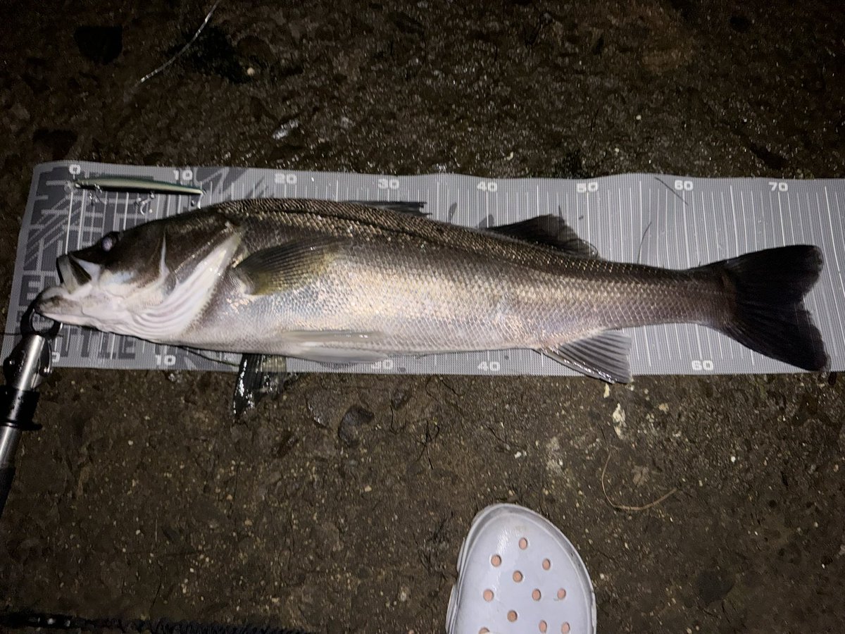 noskekun1031's tweet photo. 餌食ってるいい個体！🐟 https://t.co/Ix3U9XF3Xp