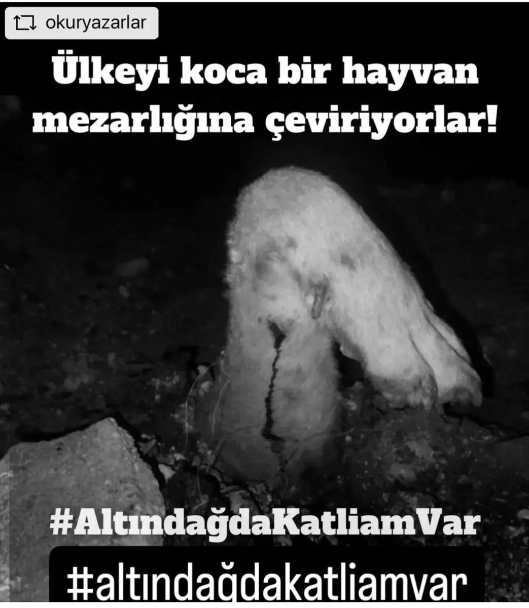 #nigdedekatliamvar #AltindagdaKatliamVar #Türkiyedekatliamvar