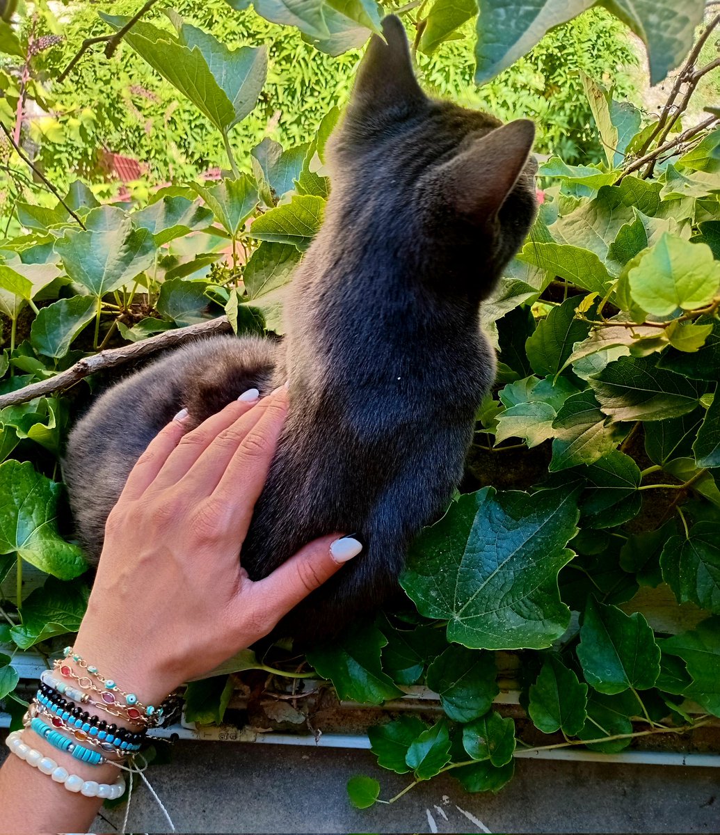 sud84777's tweet photo. My cat CUT 🌟🩷🤩 https://t.co/pw2sYhp58s