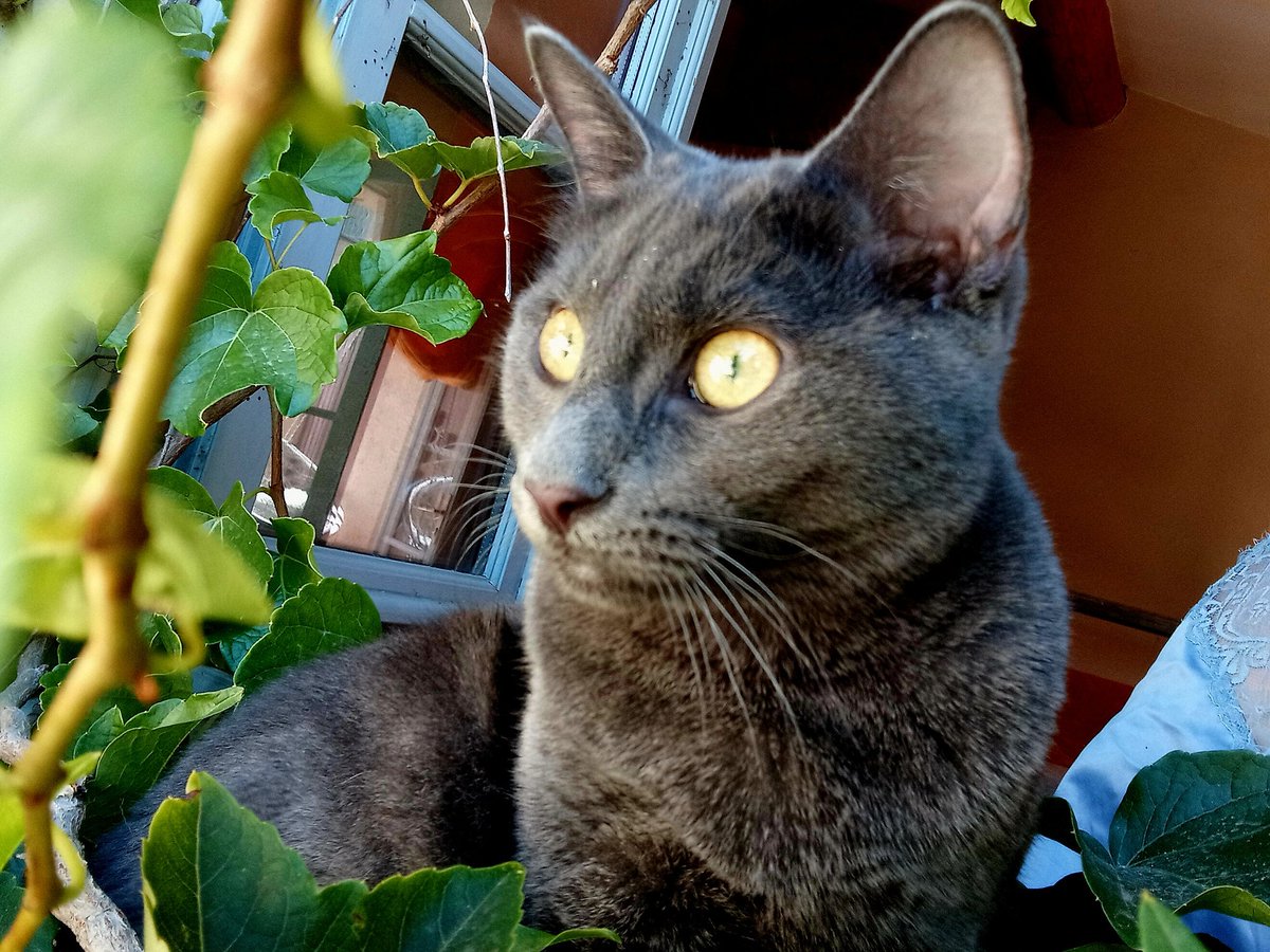 sud84777's tweet photo. My cat CUT 🌟🩷🤩 https://t.co/pw2sYhp58s