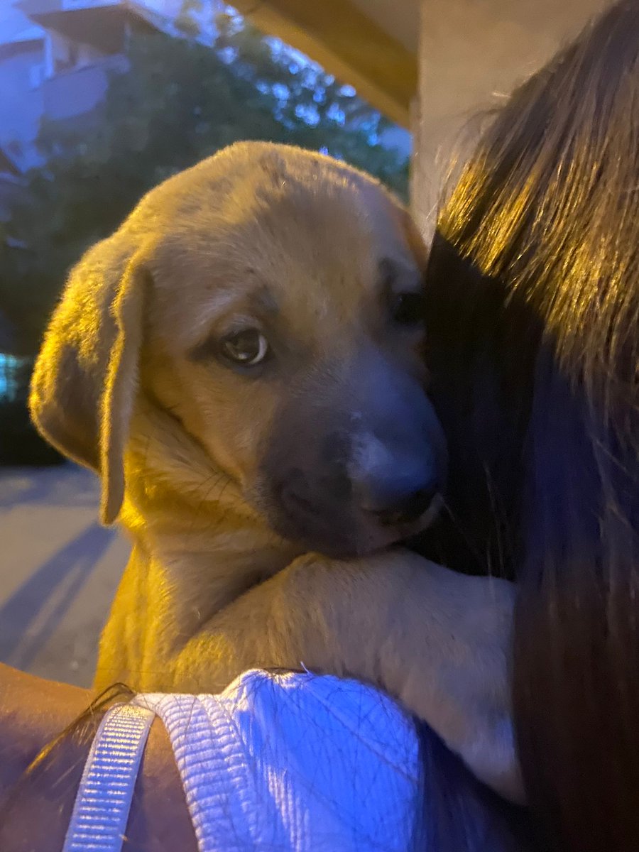 Bu bebeğe yuva bulabilmek gibi bir mucize gerçekleşir mi acaba. Bir kaç aylık bir kız. Tipinden dolayı gelen ön yargılarla kimse evde bakmayı düşünmüyor ama bal gibi de bakılır. Keşke aşabilsek şunları bu cinsleri evlerde daha çok görsek.

İstanbul. Paylaşır mısınız?