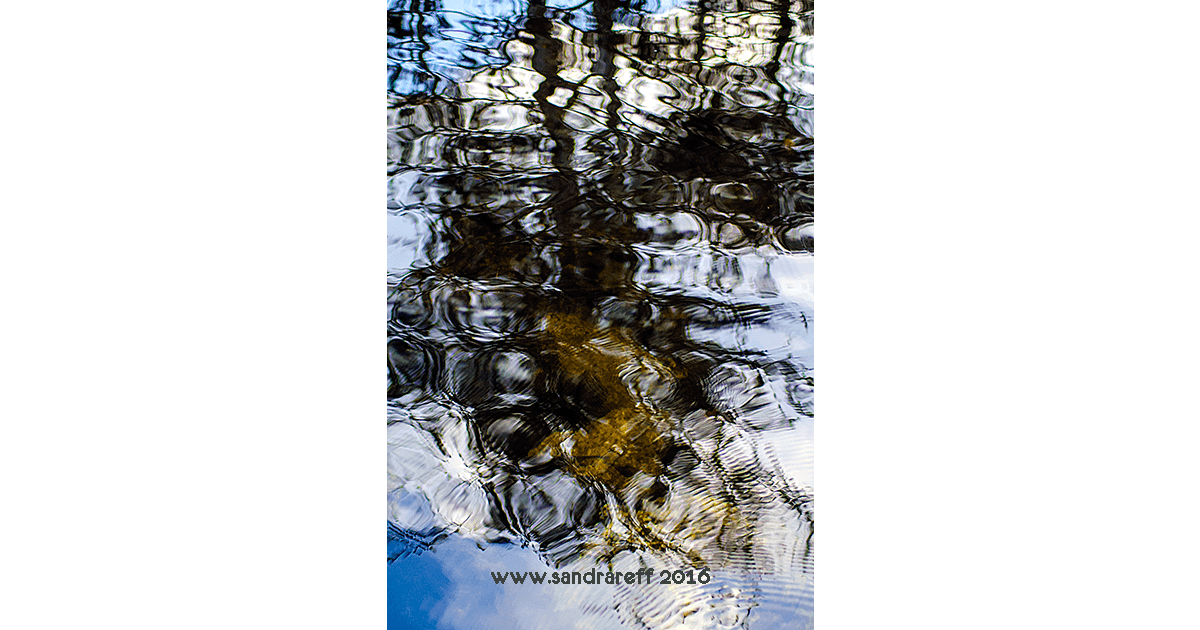 ReffSandra's tweet photo. Reflections at the Everglades #everglades https://t.co/yAM4GCmKLz