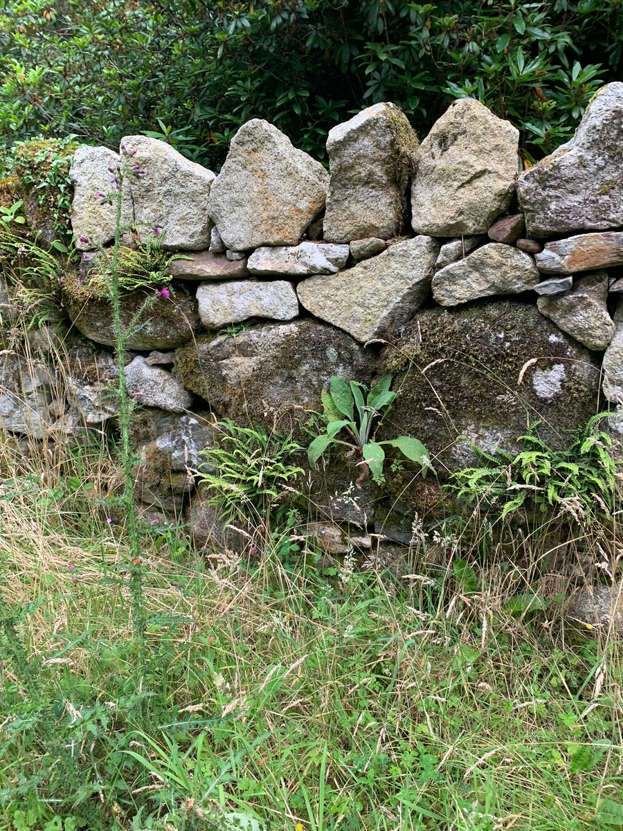 I'm really looking forward to speaking about the Ecology of Dry Stone Walls as part of a host of <a href="/WicklowUplands/">Wicklow Uplands Council</a> events for National Heritage Week #Heritageweek2024. August 20th. 
eventbrite.ie/e/dry-stone-wa…