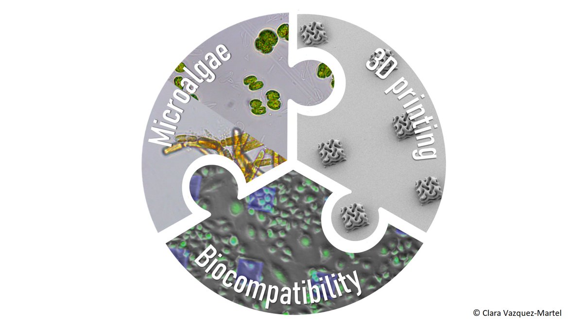 3D-Laserdruck mit Biotinten aus Mikroalgen – Heidelberger Wissenschaftlerinnen entwickeln erfolgreich neue Generation von biokompatiblen Materialien für die additive Fertigung
uni-heidelberg.de/de/newsroom/3d…