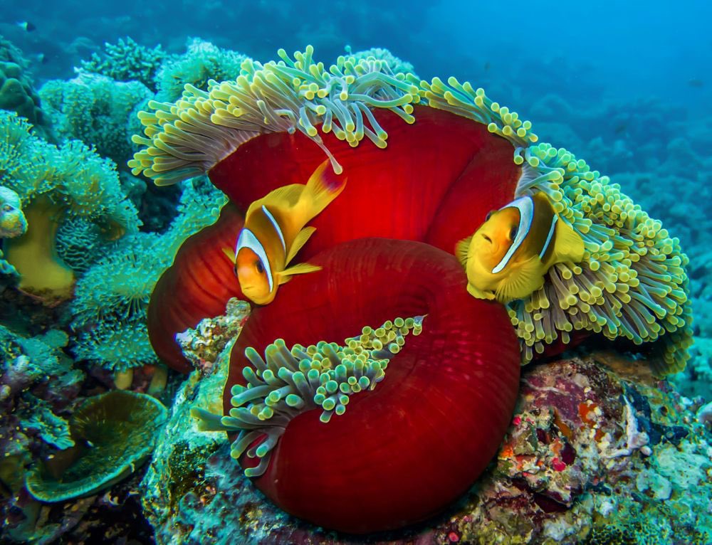 It’s a pleasure to work with family across the globe on the Triple Bay Amaala Red Sea Project in The Kingdom of Saudi Arabia. They’re building a city in the middle of the desert. Our customers project focuses on the coral conservation project on the Red Sea.