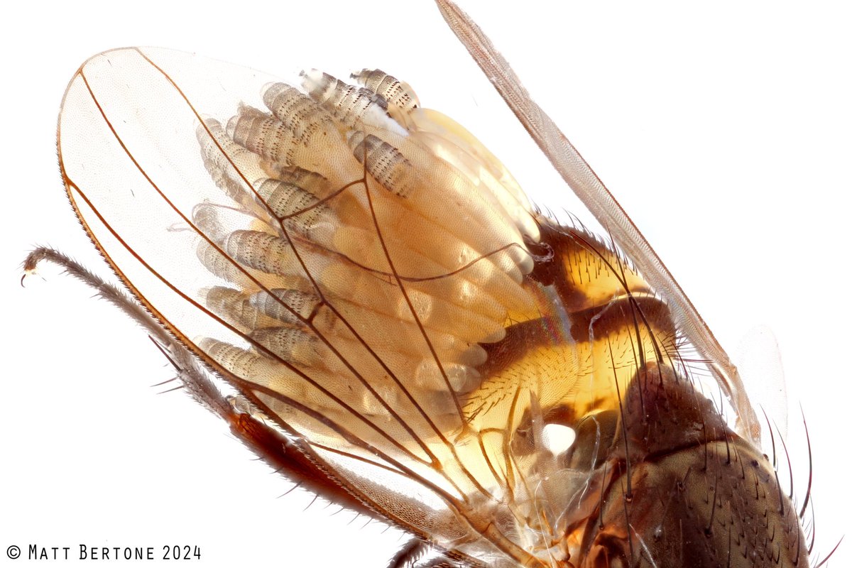 Prepare to have your mind BLOWN

This fly (Fannia sp) was found in the meat baited Shannon trap covered in Dermatobia hominis - The HUMAN BOTFLY 

Botflies usually lay eggs on flies that feed on humans (as the eggs drop when feeding) and these are larvae! 

#FySchool24