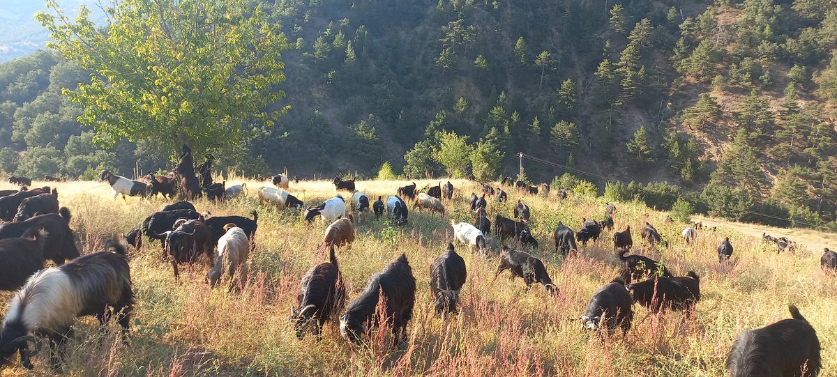 Meb bir öğretmen kaybetti, babam bir çoban kazandı.