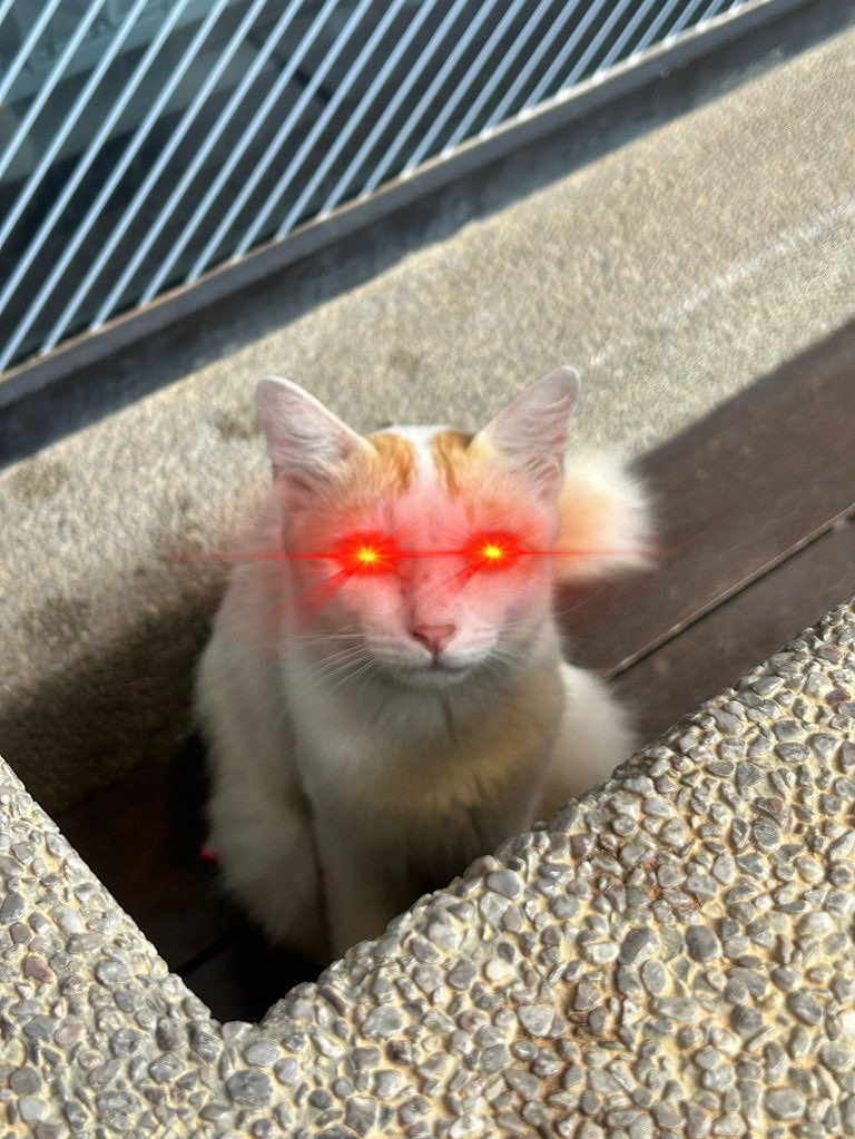 CoolCatSolCoin's tweet photo. Our Community is looking $COOL!
Cool Laser Eyes inbound 🐱 👀 
Thanks @cozypront ! https://t.co/2hfqt3Op7y