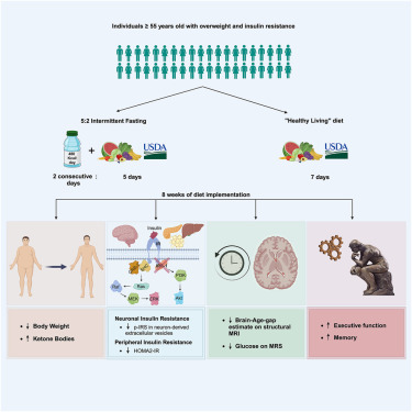 Cell_Metabolism's tweet photo. Brain responses to intermittent fasting and the healthy living diet in older adults https://t.co/JvowD0sFrX https://t.co/oeUnESvHDk