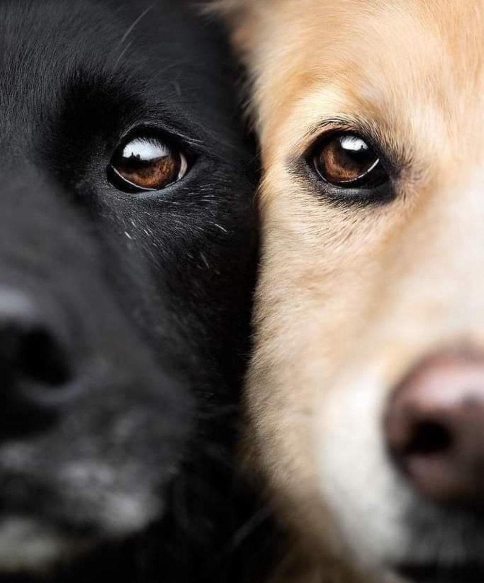 Şu gözler neler anlatıyor bir bilseler…
Bizim bakmaya kıyamadığımız canlara kıydılar! 

Aynı ölüm, aynı acı size de yaşatılsın! 

 #AltindağdaKatliamVar