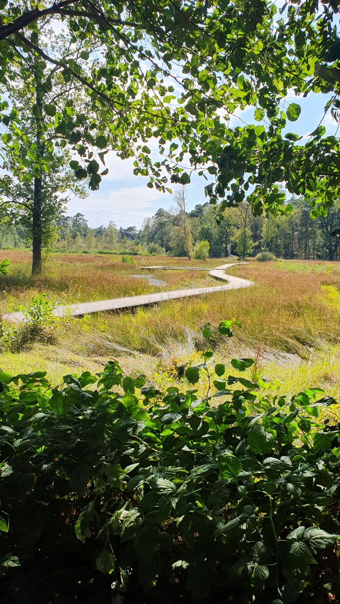De afgelopen dagen zaten we in een huisje in Epe, met het bos, veel heide en een vlonderpad op loopafstand. 

Dit zijn de type vakanties die op dit moment bij me passen. Heerlijk eenvoudig, veel stilte en zonder poespas. 💚