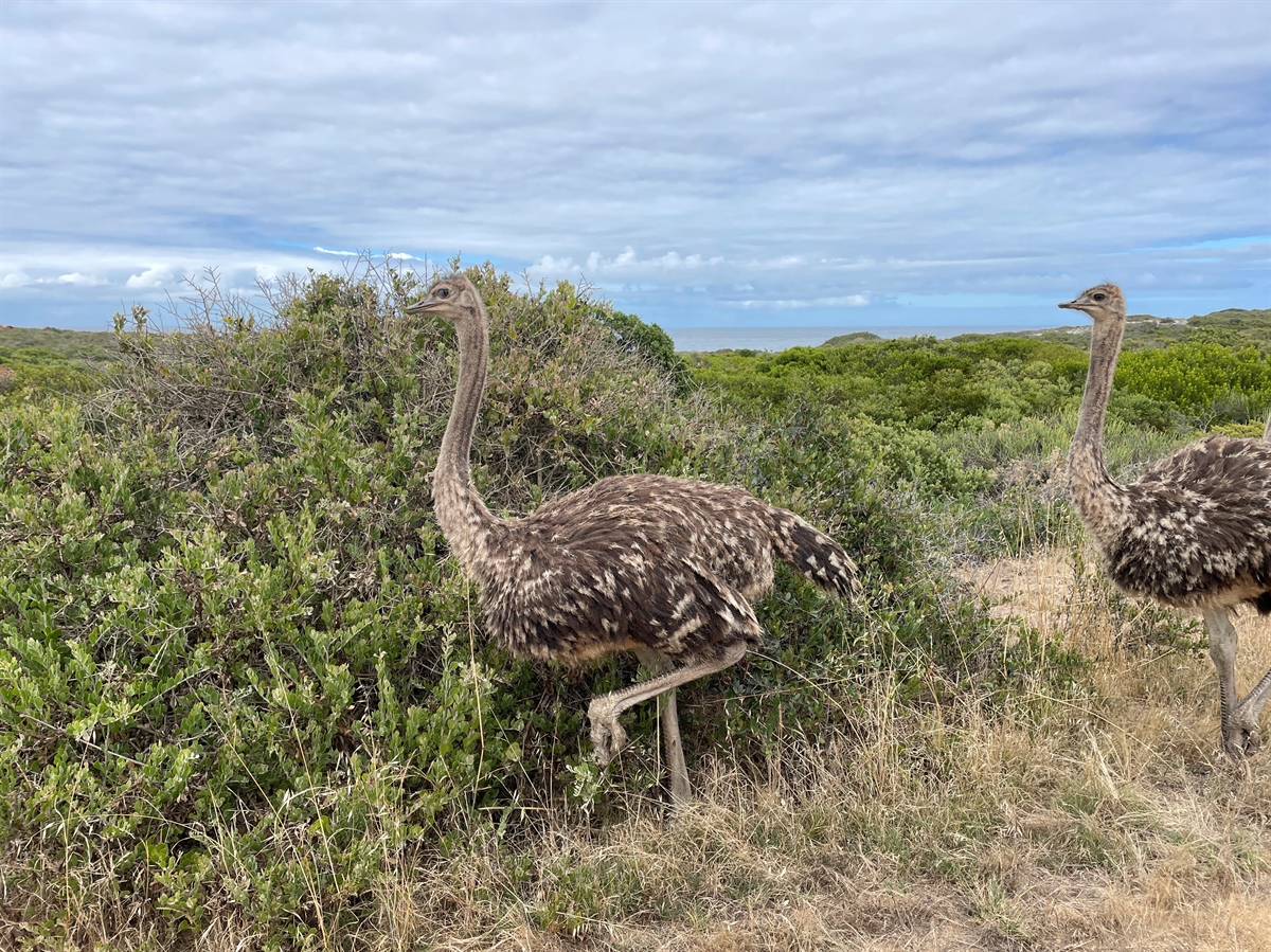 SpringfonteinE's tweet image. Happy Women's Day, South Africa! 🌸 Celebrating the strength, resilience, and beauty of women everywhere. 'Here’s to strong women. May we know them. May we be them. May we raise them.' - Ada Lovelace. #WomensDay #SpringfonteinEstate #Inspiration