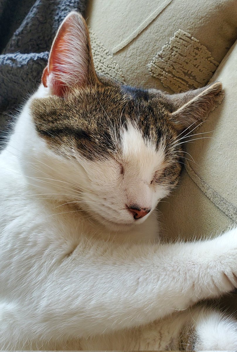 Tinktopp's tweet photo. Das hübscheste Y-Chromosom im Hause Tinka: 
Wigald, das süße Herznäschen https://t.co/WlgRylRMQD