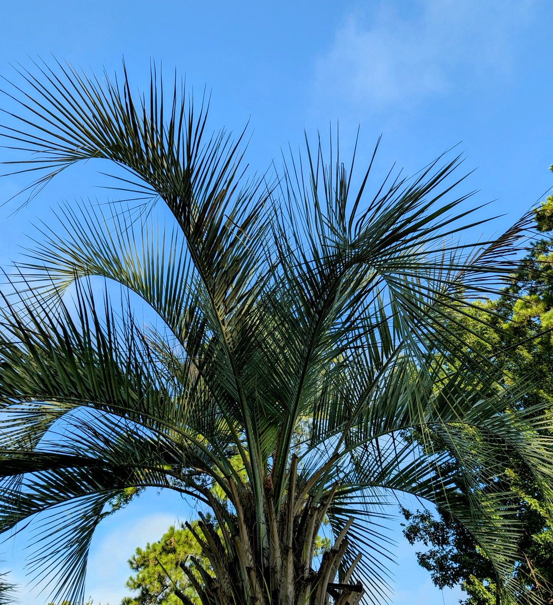 uofsccosw's tweet photo. Gorgeous Carolina skies - they're setting the stage for a terrific fall semester! 😎We can't wait to welcome you back home! 🐔 🏠@uofsc #Gamecocks #garnetandblack #CarolinaDay #WelcomeBack #socialworkGamecocks https://t.co/zk9DtlPSel