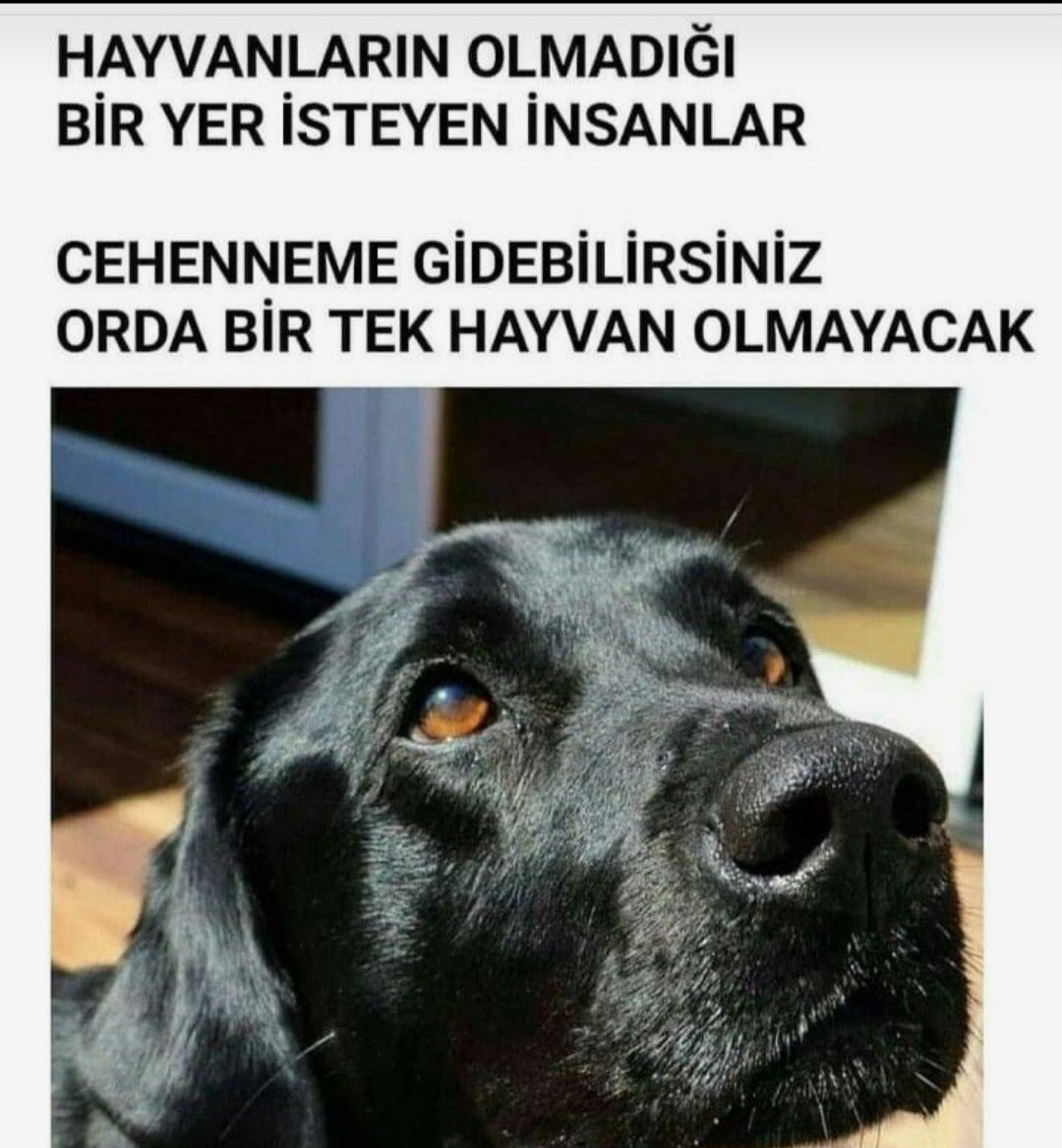 #NiğdedeKatliamvar 
#AltındağdaKatliamVar