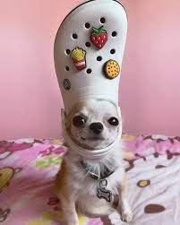 dog_wifcrocs's tweet photo. The OG Dogwifcrocs has been here for almost 8 months not some wannabe who locks their tokens on Pinksale. I mean who still uses Pinksale?

$CROCS has 100% tokens in circulation and owned by the community not by any single individual

CA: 9fkCspSqRWqFGcmV4yB1ek2gmmm8zNsATkZy6DTRSpwA

The CROCS stays on