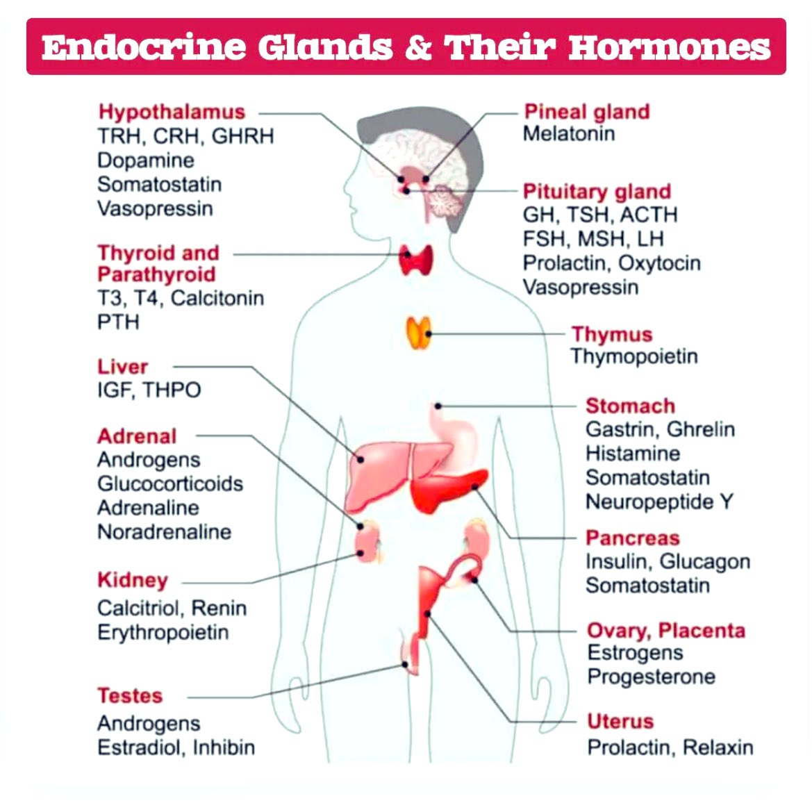 Endocrine Glands &amp; Their Hormones ⚡️