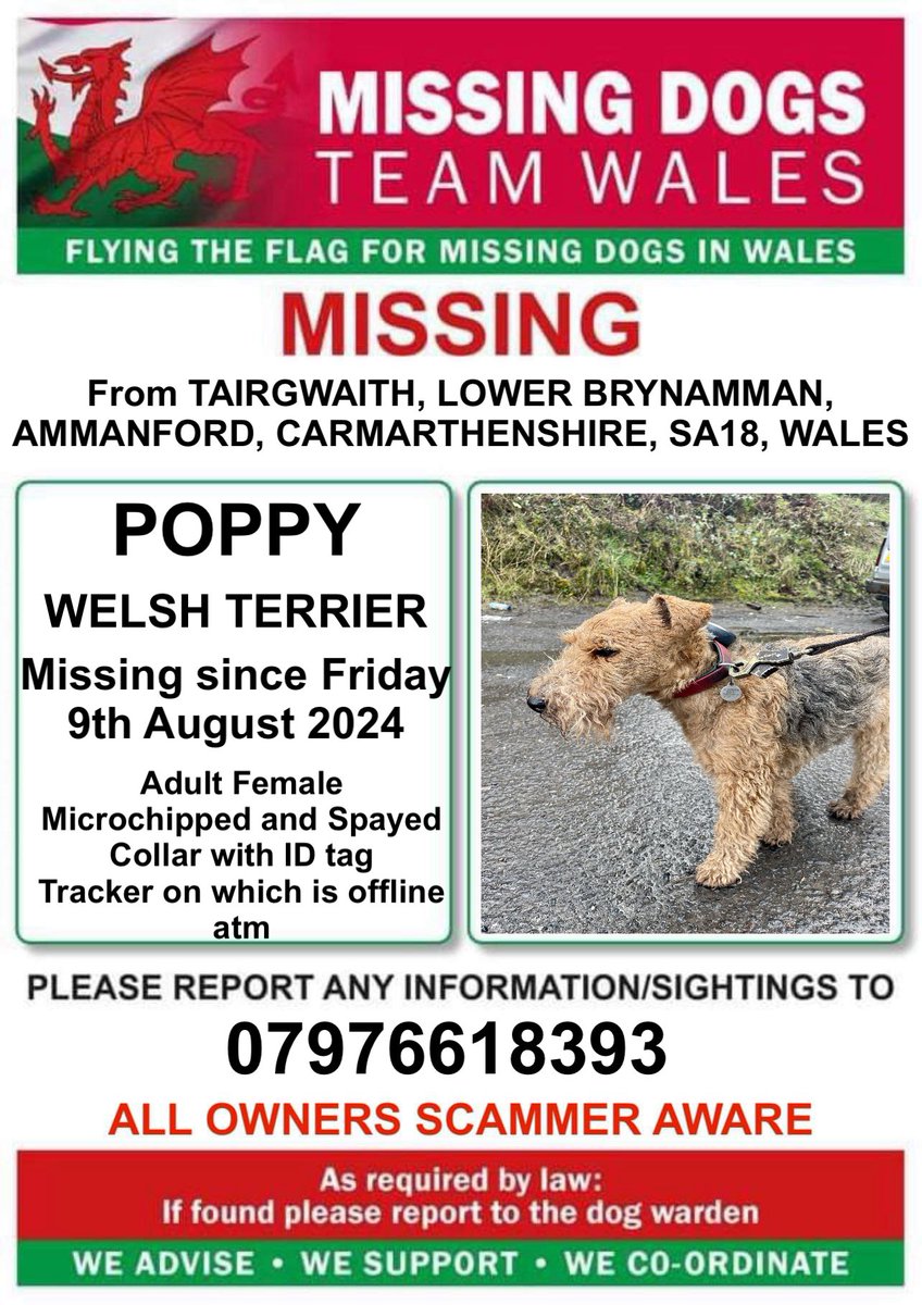 missingdogwales's tweet photo. ‼️PLEASE KEEP A LOOKOUT FOR POPPY. MISSING FROM #TAIRGWAITH, #LOWERBRYNAMMAN, #AMMANFORD, #CARMARTHENSHIRE, #SA18 area #WALES SINCE FRIDAY 9th AUGUST 2024.
‼️MICROCHIPPED, SPAYED, COLLAR WITH ID TAG. TRACKER ON WHICH IS SHOWING OFFLINE
‼️RING NUMBER ON POSTER WITH INFORMATION https://t.co/tPRnb4tmbU