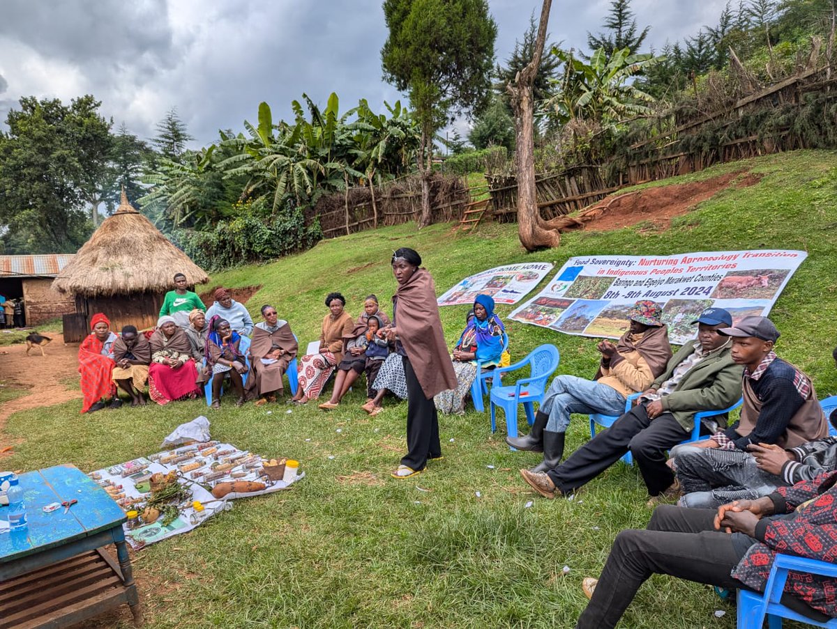 HakiNawiri's tweet image. Indigenous seeds discussion with Arap Sang ,80 year old Ogiek elder @nanodo2001 @landislife #KilimoHaiKE @Afsafrica @CSM4CFS @falubbe @BrianOdero7 @GRAIN_org @rls_agrar @WECAN_INTL