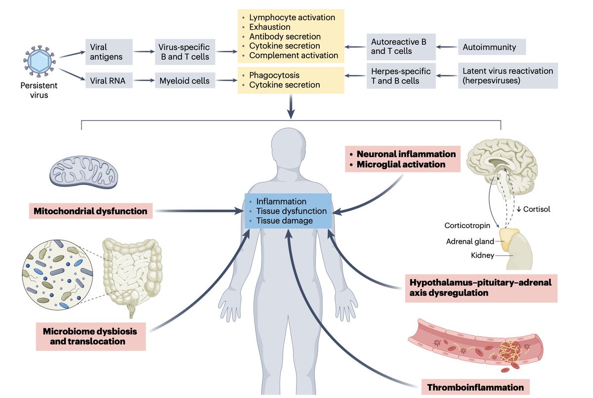 A new #LongCovid comprehensive review <a href="/NatureMedicine/">Nature Medicine</a> 
nature.com/articles/s4159…
by <a href="/zalaly/">Ziyad Al-Aly, MD</a> <a href="/ahandvanish/">Hannah Davis</a> <a href="/LisaAMcCorkell/">Lisa McCorkell</a> <a href="/leticiasaurus/">Letícia Soares, PhD</a> <a href="/swulfie/">Sarah Wulf Hanson, PhD</a> <a href="/VirusesImmunity/">Prof. Akiko Iwasaki</a> and me
This thread by Ziyad takes you through the essential points
x.com/zalaly/status/…