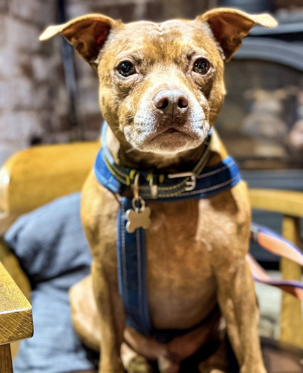 Who says your adorable pups have to stay home?

Join us for a paw-some outing! Dogs on leads are totally welcome in our bar area. Leash up your best buddy and let's enjoy good vibes, great drinks, and all-around fun times together!

Can't wait to see those wagging tails! 🐾⁠