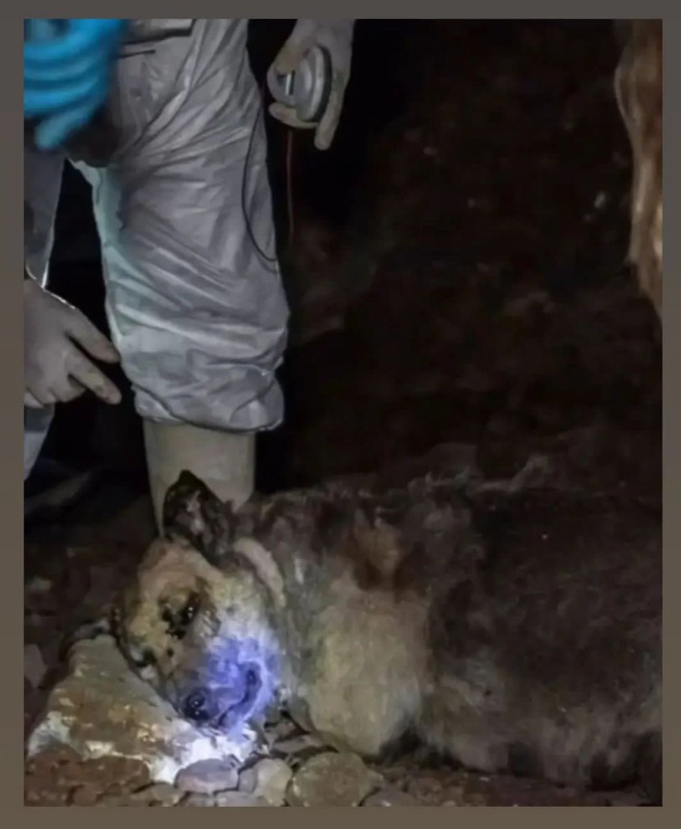 bu yasaya evet diyenler #allahbelanızıversin siz hamile bir  canı ve birçok canı katlettiniz ve devam ediyorsunuz utanıyorum sizin gibi müslüman olmaz olsun…