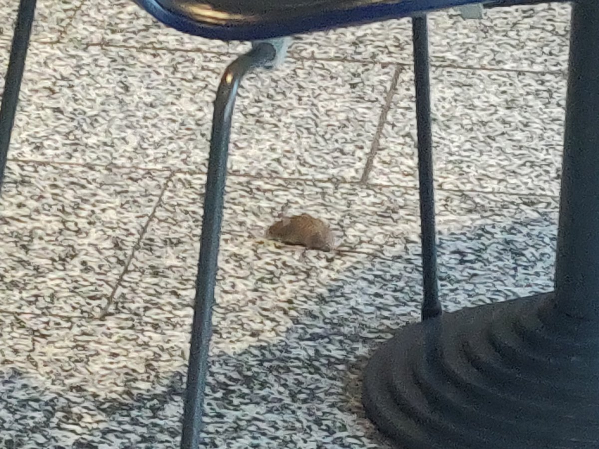 Looks like <a href="/Airport_FRA/">Frankfurt Airport</a> has a bit of a mouse problem
