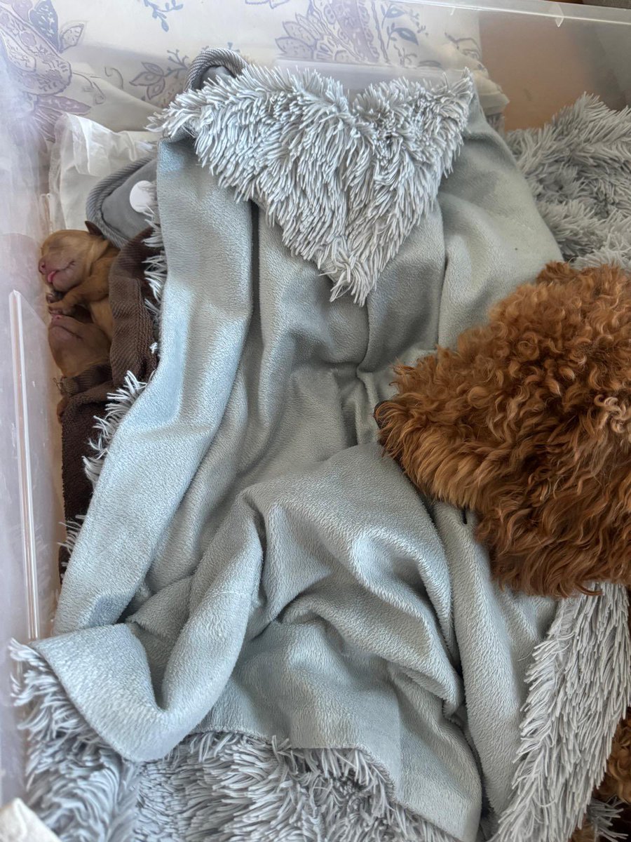 4 yavruyla başladığımız yola doğumda 3 bugün ise 2 yavruyla devam ediyoruz 😔 Mokiş güzel kızım sen çok güzel bi annesin 🫶🏻