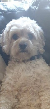 millypod1's tweet photo. 🆘7 AUG 2024 #Lost TEDDY #ScanMe
Cream Cavapoo Male
Wareham Forest but last seen running down the main Cold Harbour Road
#WarehamForest #Coldharbour #Wareham #Dorest #BH20
https://t.co/3PZqNMgTtN https://t.co/sN6nnMVQ44