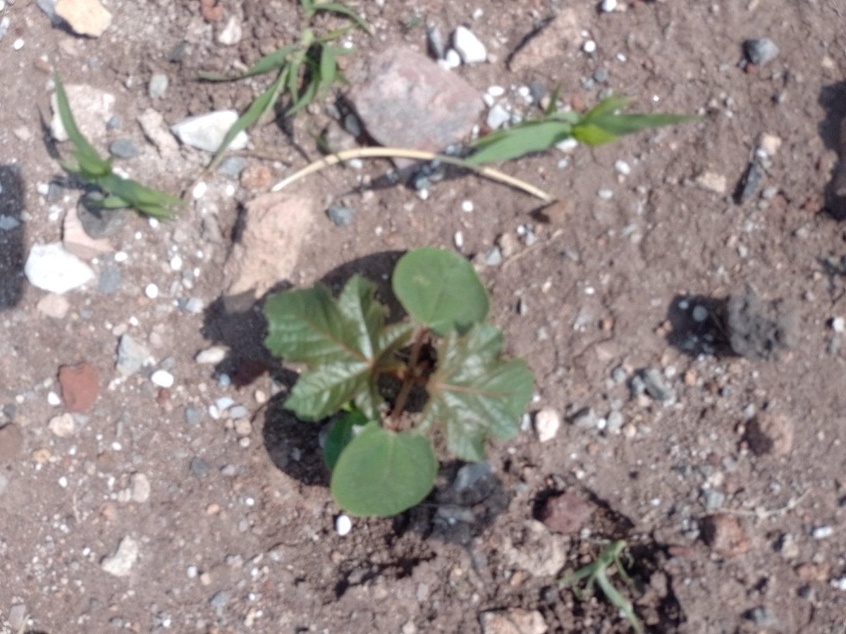 info67391027's tweet photo. I saw a John Kempf's photo, a Zuchini plant, very strong, AND as I walked in a field I saw the dame effect in "Higuera" plant, so the healthly plants are amazing, with microbiome and mineral nutrition https://t.co/mCifQq8Z9t