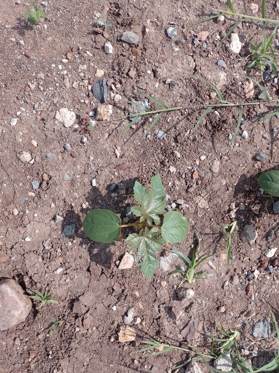 info67391027's tweet photo. I saw a John Kempf's photo, a Zuchini plant, very strong, AND as I walked in a field I saw the dame effect in "Higuera" plant, so the healthly plants are amazing, with microbiome and mineral nutrition https://t.co/mCifQq8Z9t