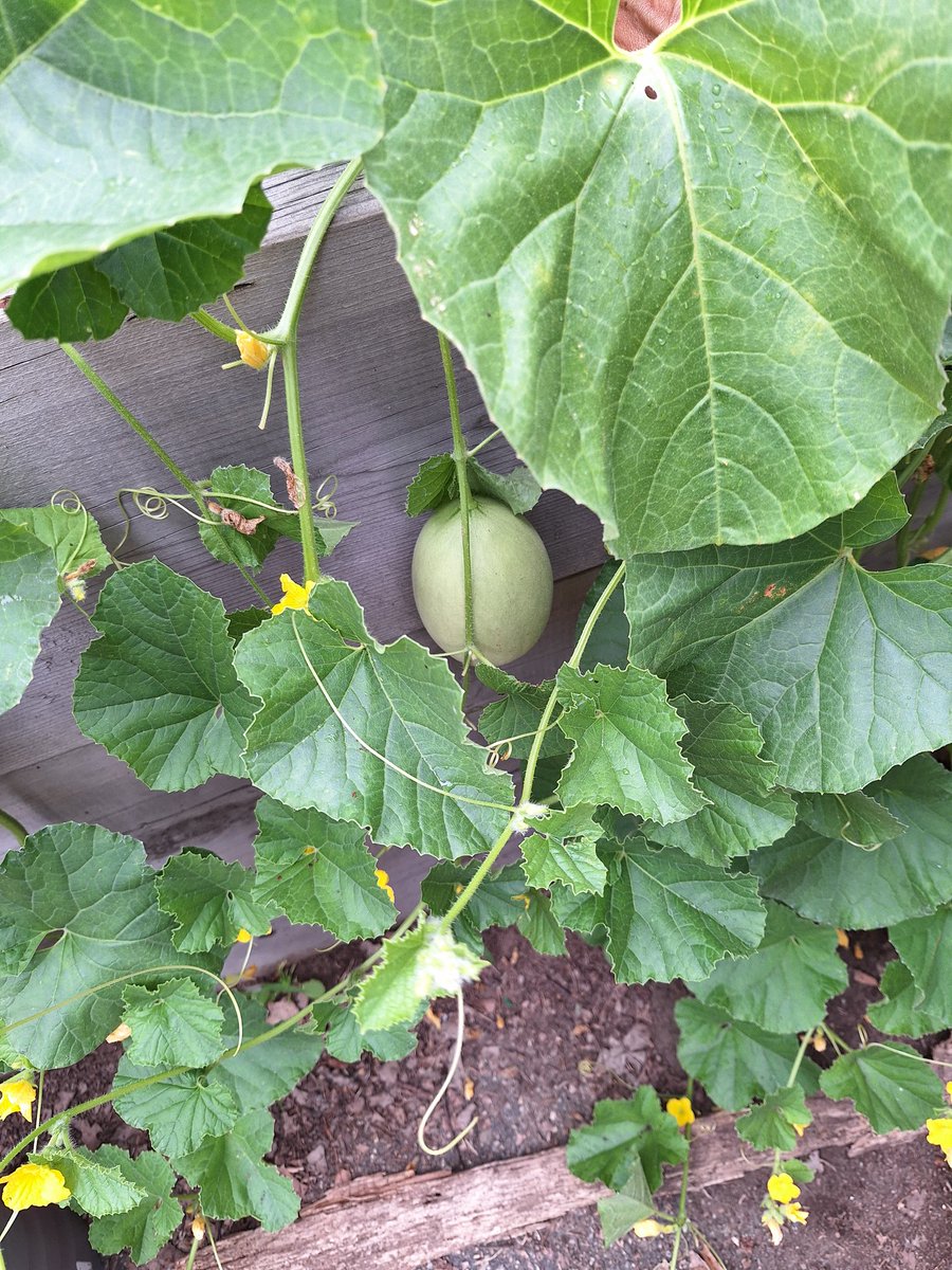 Wanda Hayward (CYCP) (@hayward_wanda) on Twitter photo Gardening group today at Harbourview <a href="/HRCE_NS/">Halifax Regional Centre for Education</a> @HRCEHealthPromo @HRCESchoolsPlus <a href="/MissEmily_SPCOW/">Emily Hammond</a> <a href="/MsMichelleG1/">Ms.Michelle-Dartmouth NS</a> <a href="/RyanWoo01782642/">Ryan Wood</a> #cycp #intentionalsummerprogramming Gardening group today at Harbourview <a href="/HRCE_NS/">Halifax Regional Centre for Education</a> @HRCEHealthPromo @HRCESchoolsPlus <a href="/MissEmily_SPCOW/">Emily Hammond</a> <a href="/MsMichelleG1/">Ms.Michelle-Dartmouth NS</a> <a href="/RyanWoo01782642/">Ryan Wood</a> #cycp #intentionalsummerprogramming