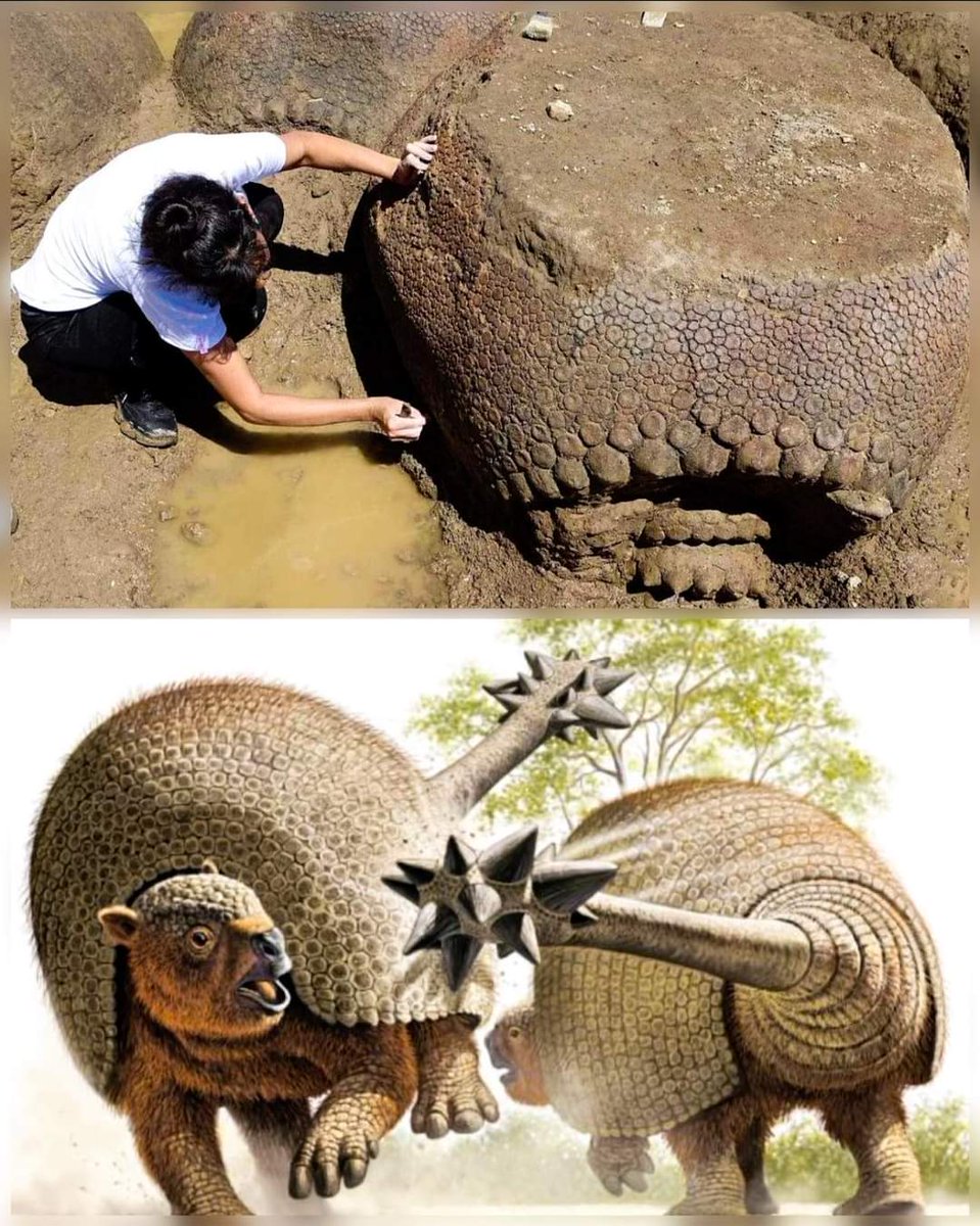 In 2021, Argentine farmer Juan de Dios Sota made a stunning discovery while tending his field near Rincón de Valle: four massive Glyptodon armored shells, buried for over 10,000 years. 

These prehistoric creatures, similar to giant armadillos, roamed the Earth during the last