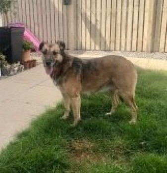 millypod1's tweet photo. ๐7 AUG 2024 #Lost MILEY #ScanMe
OLDER Tan/Black Cross Breed Female
Field on left as driving to #Chapelton from the roundabout at #Newtonhill #AB39
#Aberdeenshire #Scotland https://t.co/OTVV1lRW8M https://t.co/K5ZT6ZPTNr