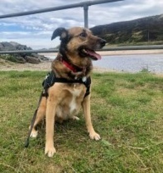 millypod1's tweet photo. ๐7 AUG 2024 #Lost MILEY #ScanMe
OLDER Tan/Black Cross Breed Female
Field on left as driving to #Chapelton from the roundabout at #Newtonhill #AB39
#Aberdeenshire #Scotland https://t.co/OTVV1lRW8M https://t.co/K5ZT6ZPTNr