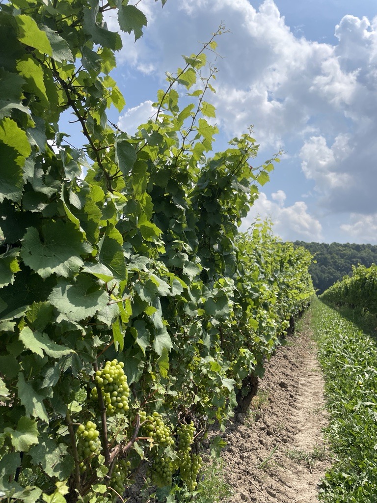 collcrun's tweet photo. Had a great day last week at the Triggs Lecture Series! Thank you to @CCOVIBrockU for organizing a great event, Dr. Keller for sharing his knowledge, and to all of the growers for teaching and hosting us: Schenck Farms, Henry Pelham Family Estate Winery, and Malivoire Winery.🍇🍷 https://t.co/qMUcgCJdUe