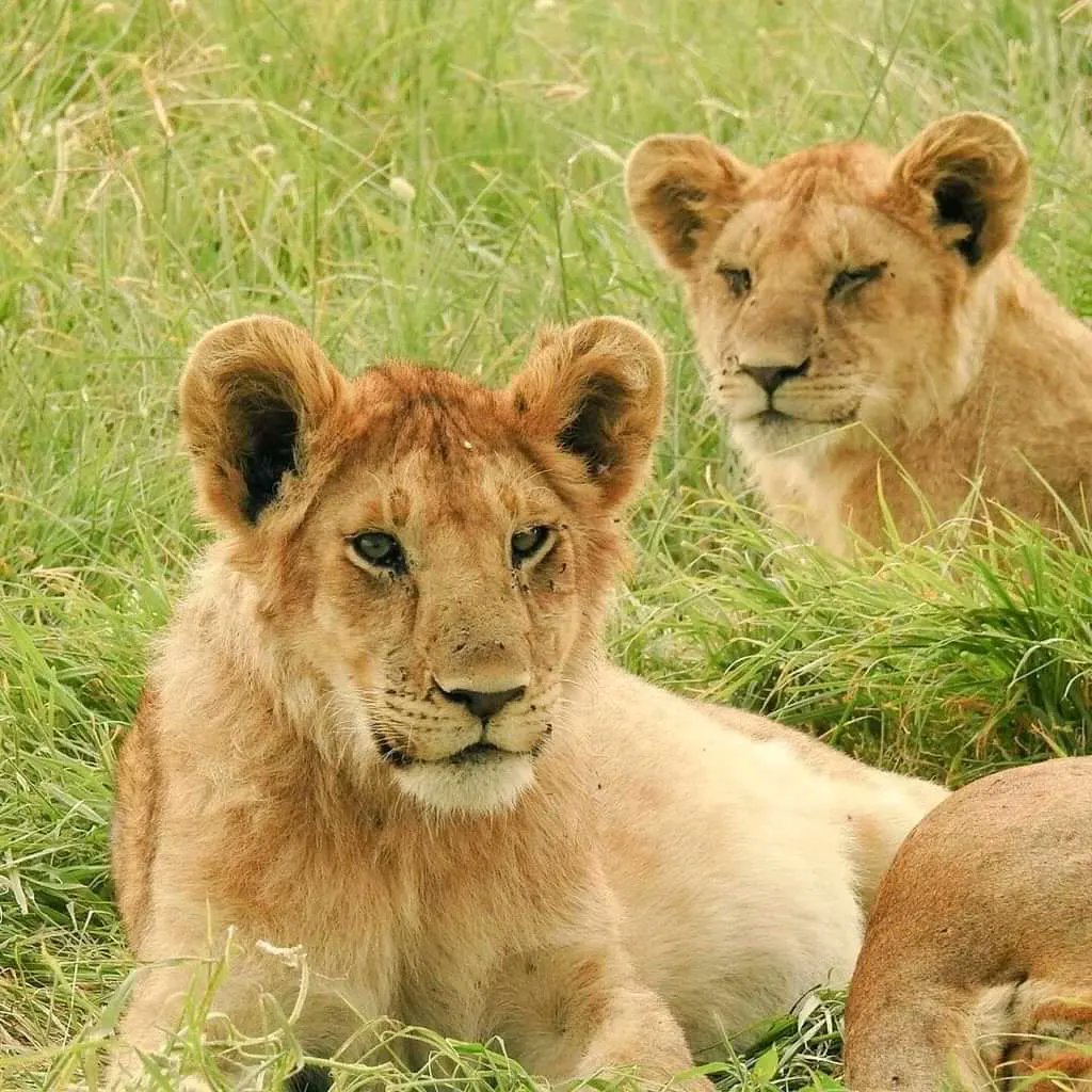 ExcitingClassic's tweet photo. Adventure is out there, waiting for you to find it. The safari is the perfect place to start. #safari #traveltheworld #booksafari #africa #tanzania #kenyasafari #tanzaniasafari #rwanda #big5 #bigsafari #bigmigration #rivercrossing #luxury #luxurysafari #serengeti #ngorongoro https://t.co/gJhG4hHv4Q