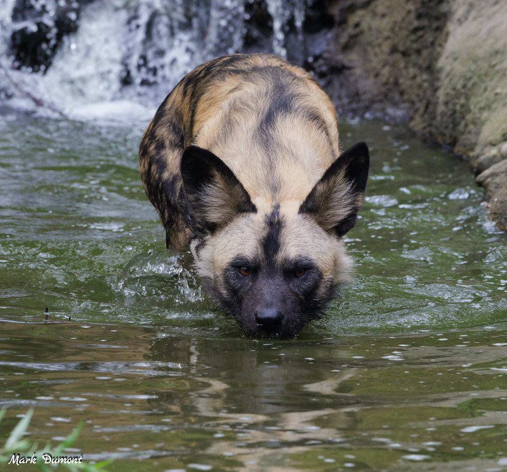 It's the Dog Days of Summer! Stop by and see the pack in U.S. Bank Painted Dog Valley on your next visit!